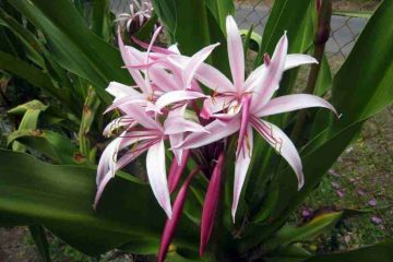 Mẹo điều trị gai cột sống bằng cây náng hoa đỏ (đại tướng quân)