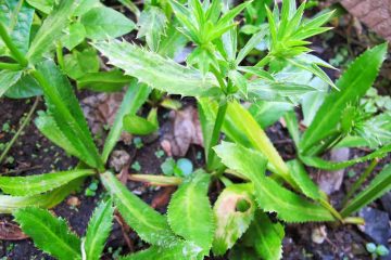 Rau ngò gai (rau mùi tàu) điều trị hôi miệng, khó thở và khó tiêu hóa