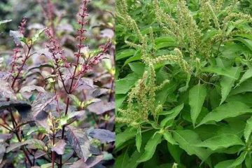 Cây hương nhu điều trị hôi miệng, trẻ chậm mọc tóc, rụng tóc