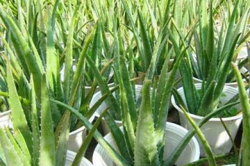 Các loại cây thuốc nam dễ trồng nên có trong mỗi gia đình